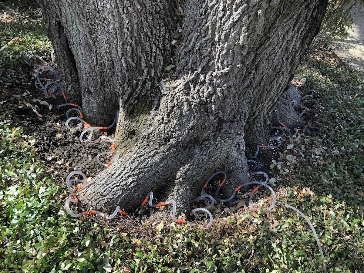 Detailed Tree Cabling and Bracing job site in Alexander